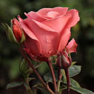 Poзa Фаворит® - оранжевая-розовая - Роза флорибунда 